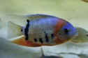Cichlid severus — 10